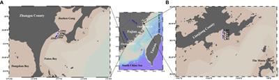 Inapparent decrease in phytoplankton biomass accompanied by significant size composition succession in the shellfish aquaculture farm in the western Taiwan strait